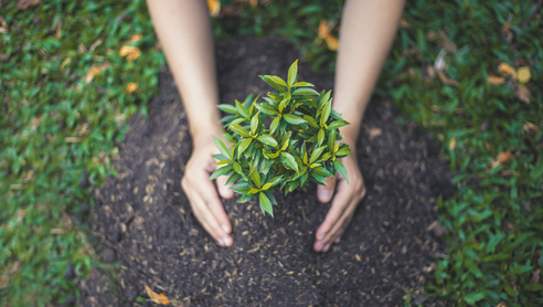 Plant 1 Breathe GiftTree