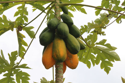 Plant 50 Breathe GiftTrees